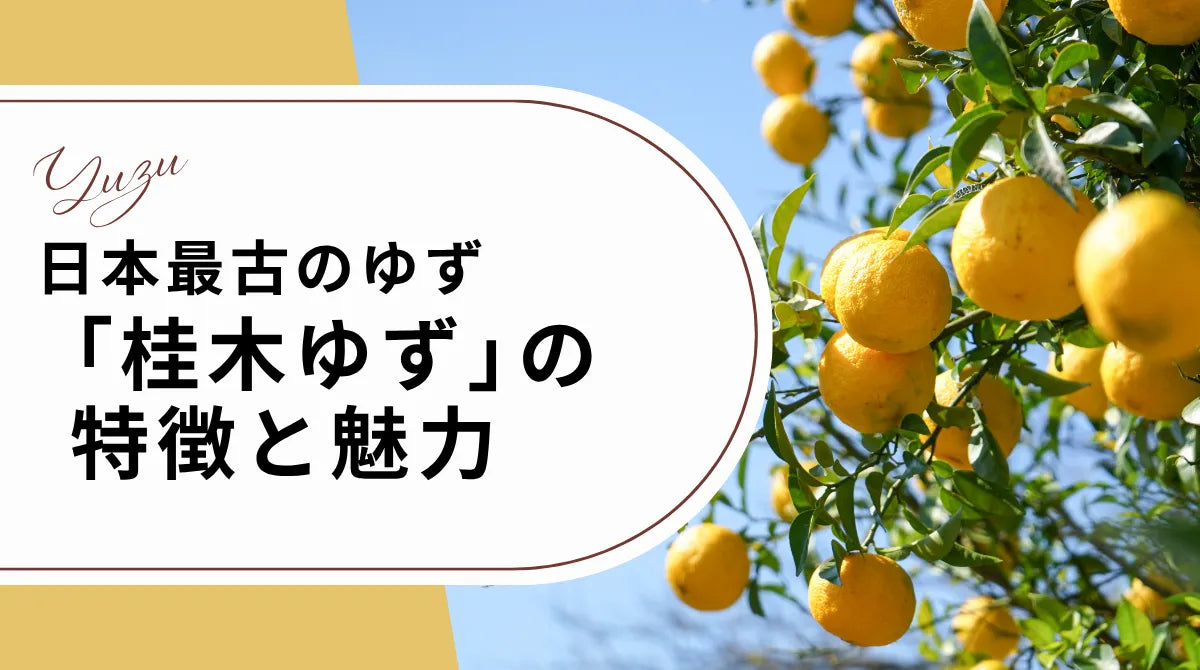 日本最古のゆず「桂木ゆず」の特徴と魅力